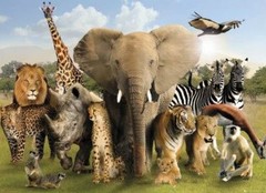 Dieren