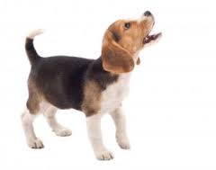 Blaffen bij honden