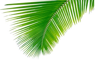 COCO MUST KNOW: Bijzondere designs met kokos?
