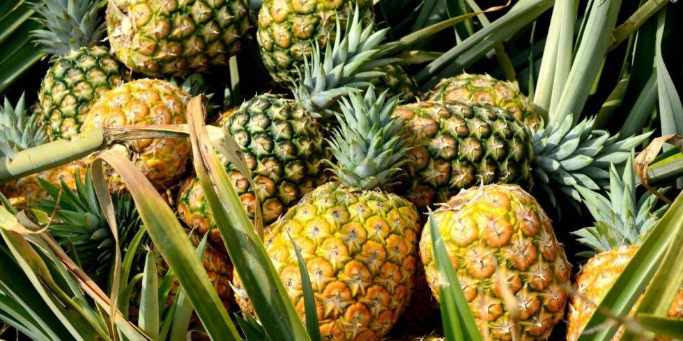 DIT IS WAAROM ANANAS KRIEBELT OP DE TONG