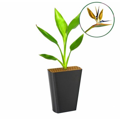Paradijsvogelbloem (Strelitzia reginae)