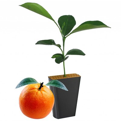 Sinaasappelboompje (Citrus sinensis var. Valencia)