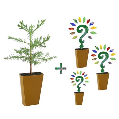 Jaarabonnement 4 Seizoenen: Sequoia + drie nieuwe soorten