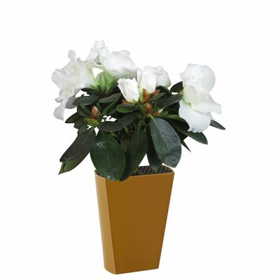Azalea indica (Rhododendron simsii)