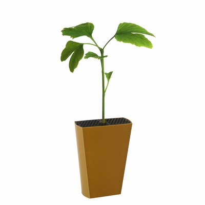 Ginkgo biloba