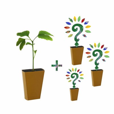 Jaarabonnement 4 Seizoenen: Ginkgo + drie nieuwe soorten