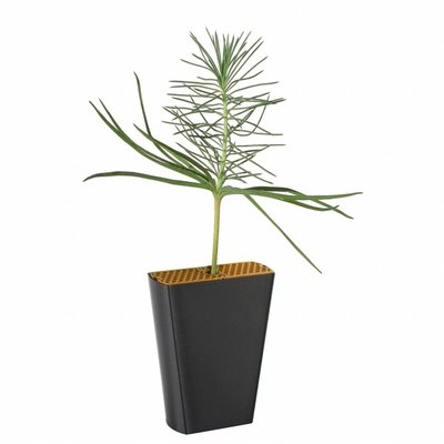 Parasolden