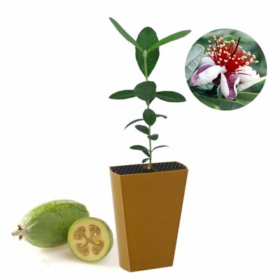Feijoa sellowiana