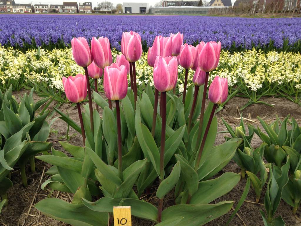 Trial garden Tulip Store