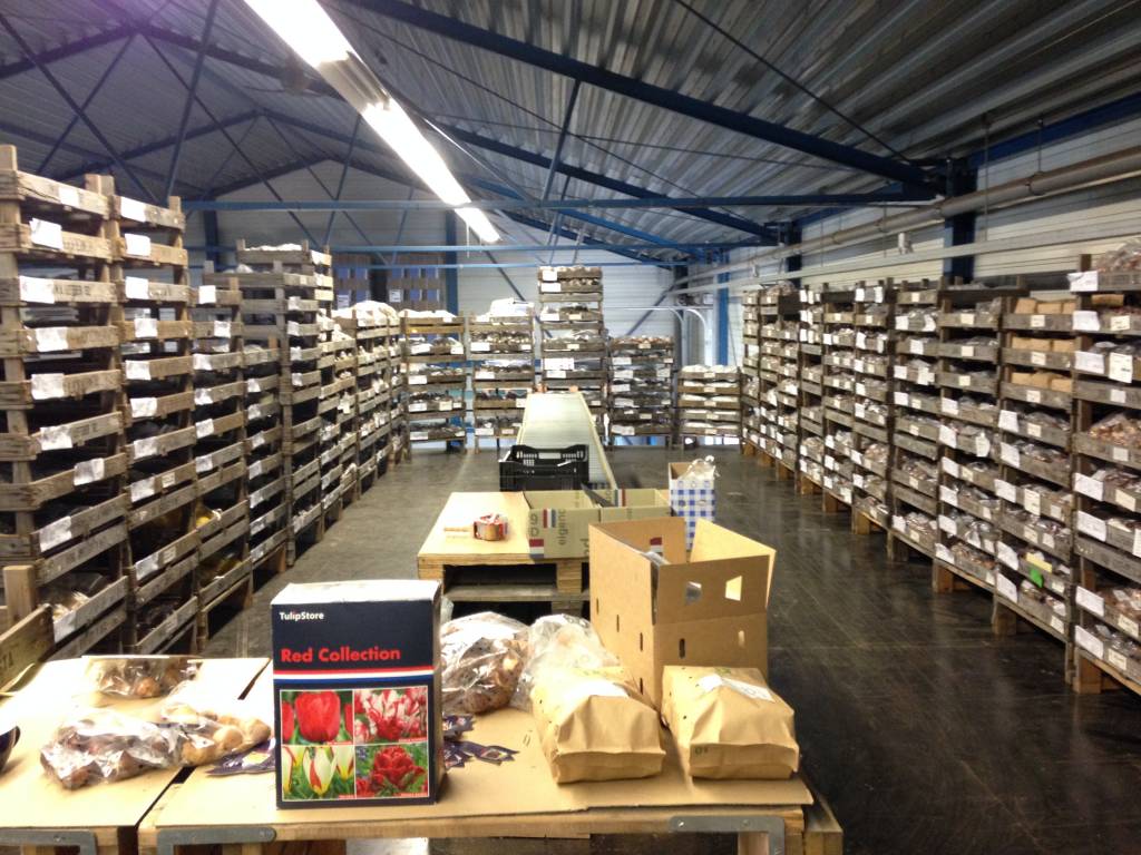 Verpackung und Versand die Blumenzwiebeln