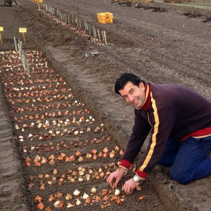 Tulip Store Show Garten