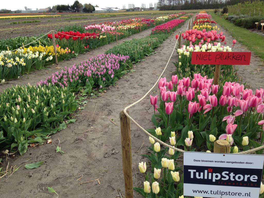Tulip Store Show Garden blooms!