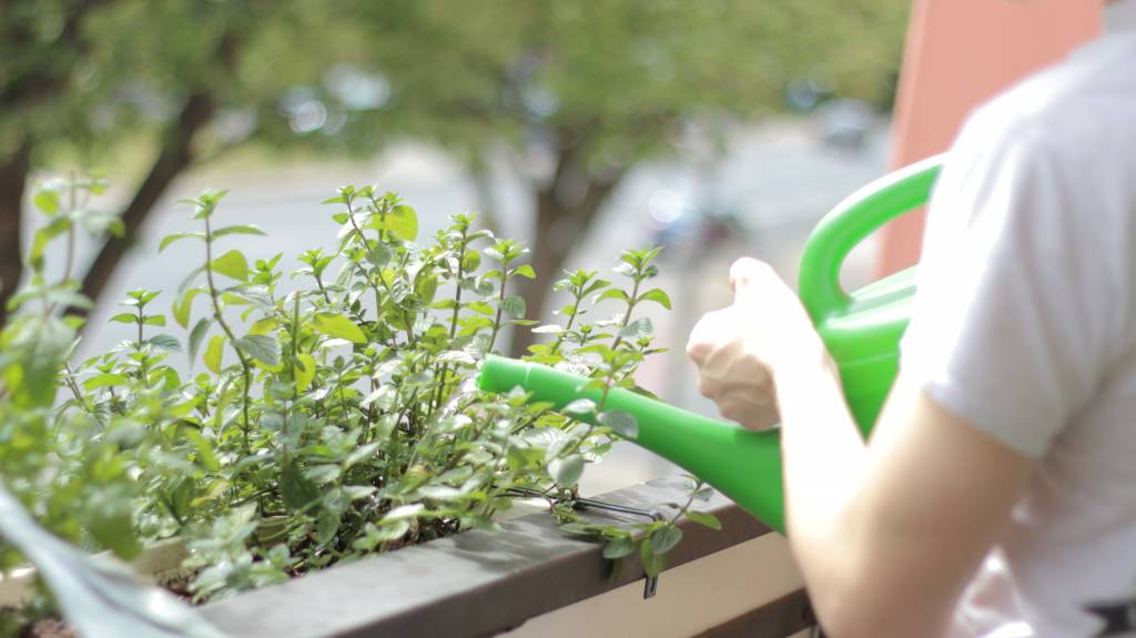 Urban Gardening Challenge 2017 - Sei dabei!