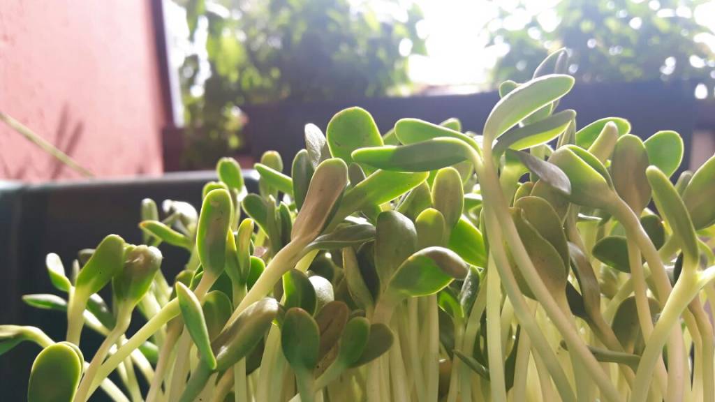 Wir züchten Grünlinge aka Microgreens in Berlin!