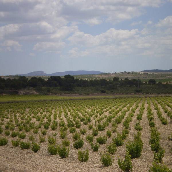 La Bodega de Pinoso