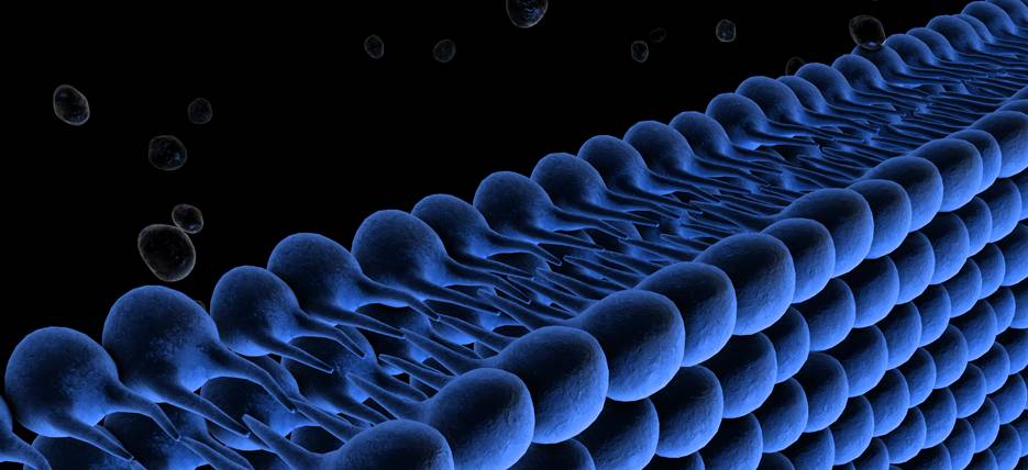 What are the liposomes and why your cells love them?
