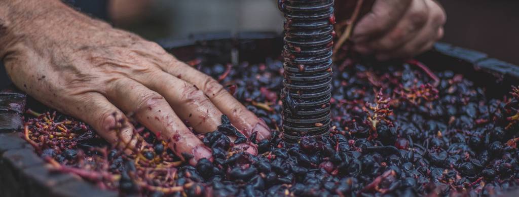 Guide to Making Wine