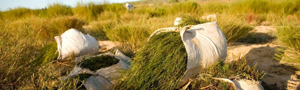 Grote droogte in Zuid-Afrika en schaarsere rooibos