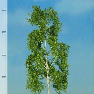 MBR loofbomen MBR loofbomen