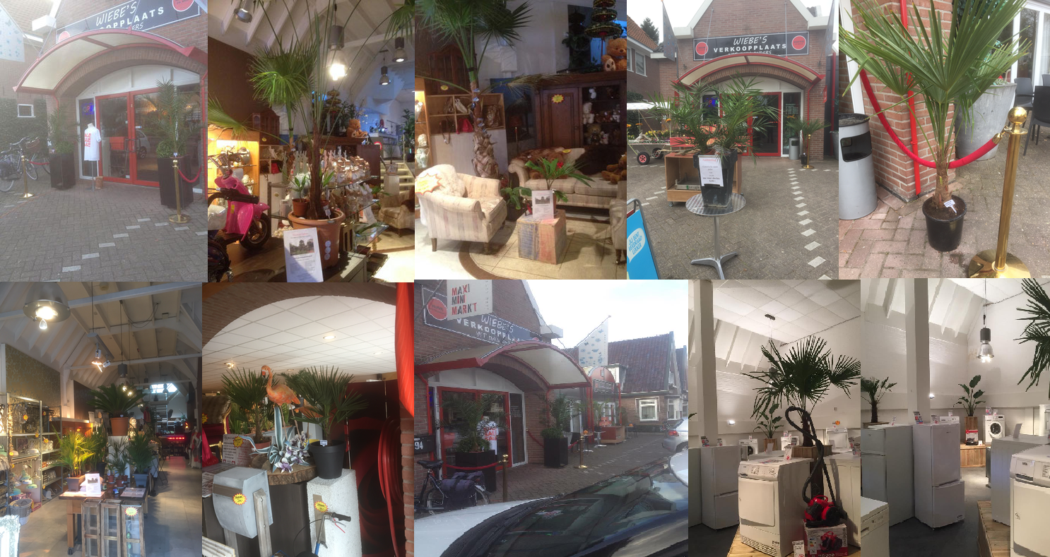 extra verkoop plaats in Drachten palmbomen kopen