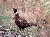 Wild gevogelte