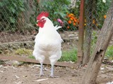 Gevogelte