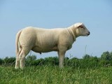Texels lam (ooi/gerijpt)