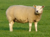 Schaap (ooi/gerijpt)