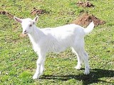Zuiggeit (cabrito)