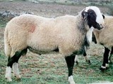 Zuiglam Castellan (Spaans)