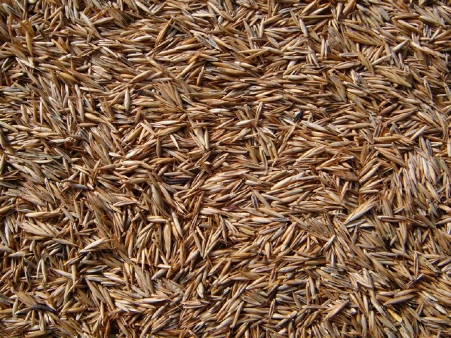 Graszaad (1 kg)
