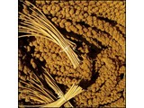 Chinese Trosgierst geel (1 kg)