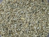 Koenings Emberizidae - Bearded Reedling (15 kg)