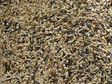 Koenings American Siskins (15 kg)