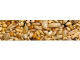 Teurlings 229 - Agapornide and Neophema mixture (20 kg)