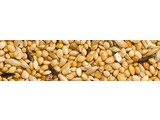 Teurlings 231 - Tropical Special (20 kg)