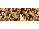 Teurlings 241 - Wild Zangzaad without seed (20 kg)