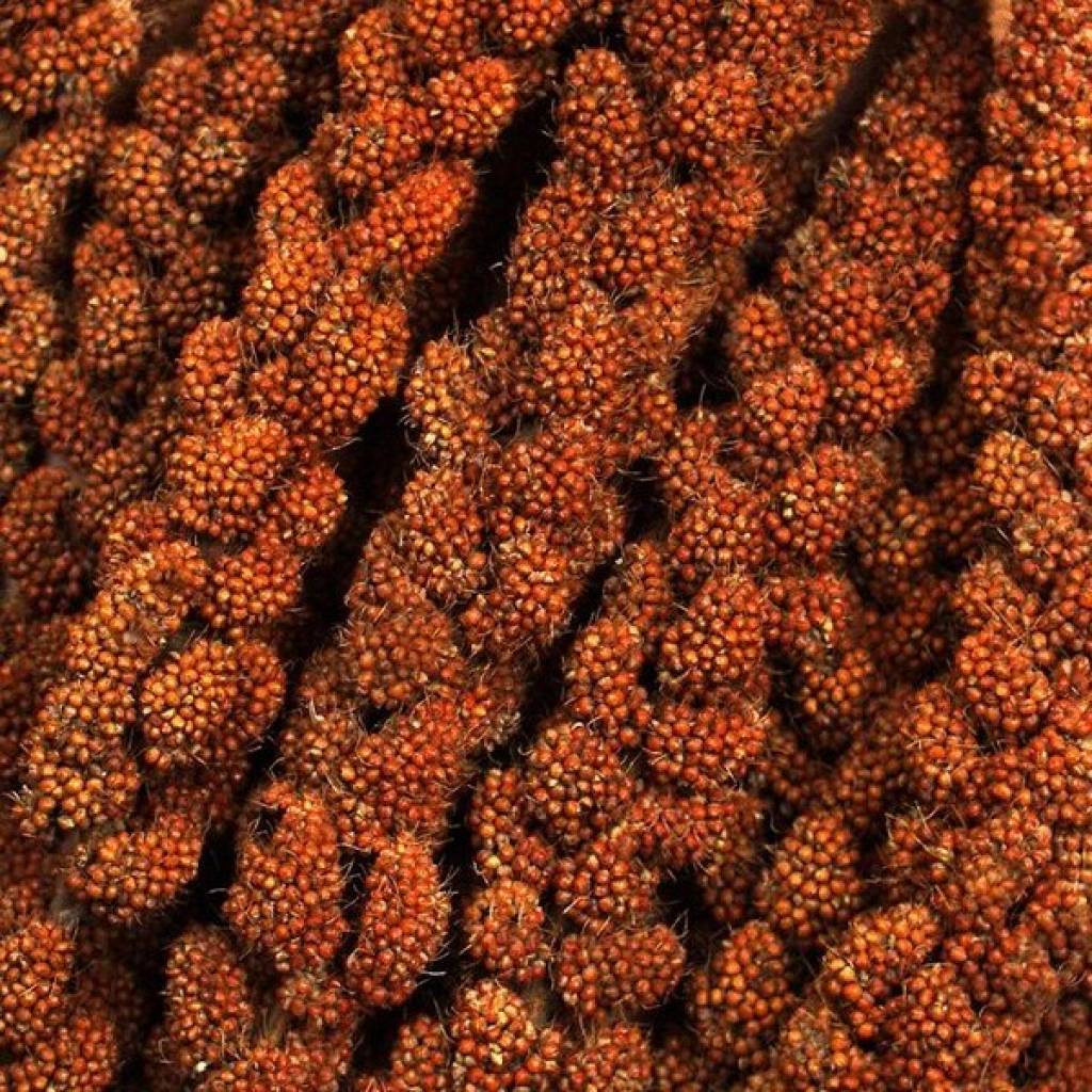 French red millet sprays