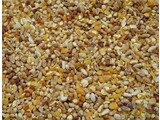 Vadigran Pigeons / Short Beak Run (20 kg)