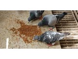 Teurlings Condition- and Rearing Feed (Tovo)