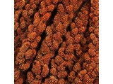 Franse Trosgierst Rood (doos 25 kg)
