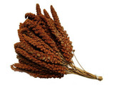 Chinese Trosgierst Rood (doos 15 kg)