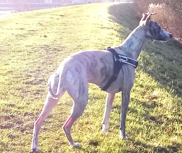 best harness for greyhounds