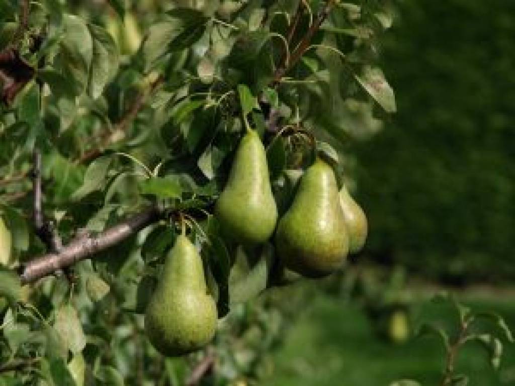 Perenboom Kopen Bij Tuincentrum Boskoops.nl - Online Tuincentrum