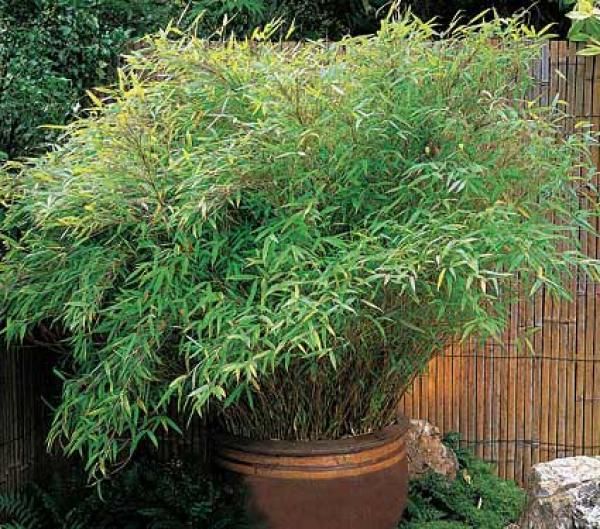 Bamboe Fargesia Bimbo kopen bij Tuincentrum Boskoops.nl Online