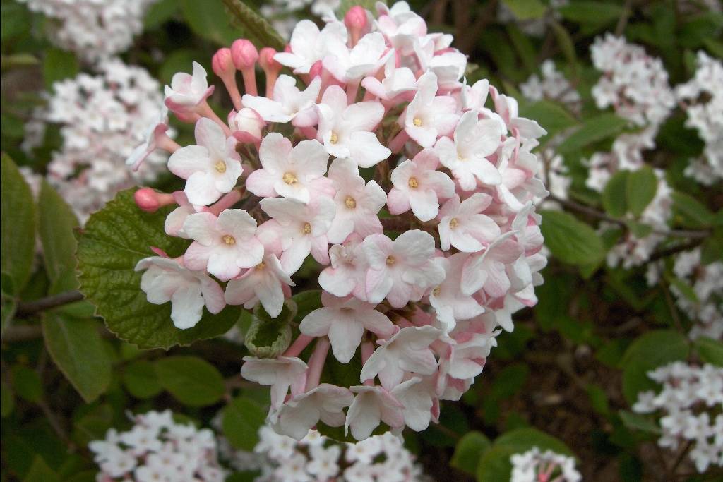 Viburnum Carlesii 'Juddii' kopen bij Tuincentrum Boskoops.nl Online