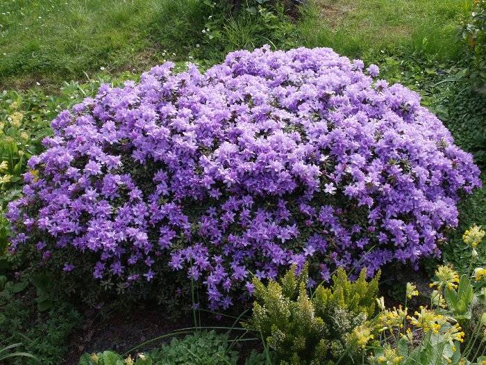 Rhododendron Impeditum kopen bij Tuincentrum Boskoops.nl - Online