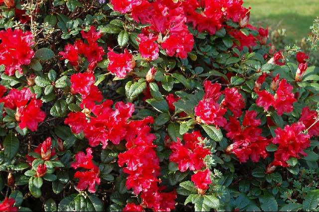 Rhododendron 'Scarlet Wonder' kopen bij Tuincentrum Boskoops.nl