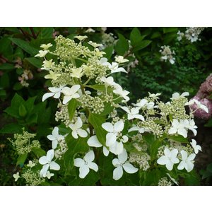 hydrangea paniculata magical starlight