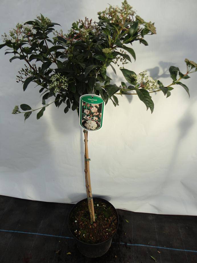 Viburnum Tinus op stam kopen van Online Tuincentrum Online Tuincentrum